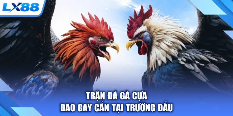 Trận đá gà cựa dao gay cấn tại trường đấu